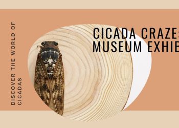 Dunn Museum in Libertyville Showcases Unique Cicada Exhibition