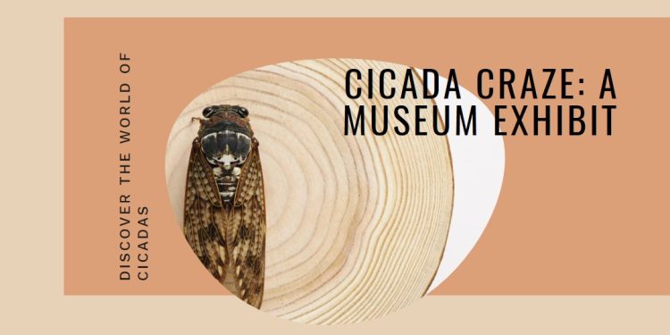 Dunn Museum in Libertyville Showcases Unique Cicada Exhibition