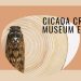 Dunn Museum in Libertyville Showcases Unique Cicada Exhibition
